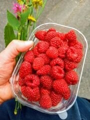 Nem Emici Ahududu Pedi (1000 adet)